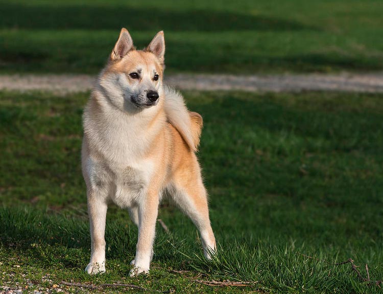 Perro de raza Buhund noruego