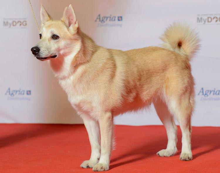 Buhund noruego en una exposición