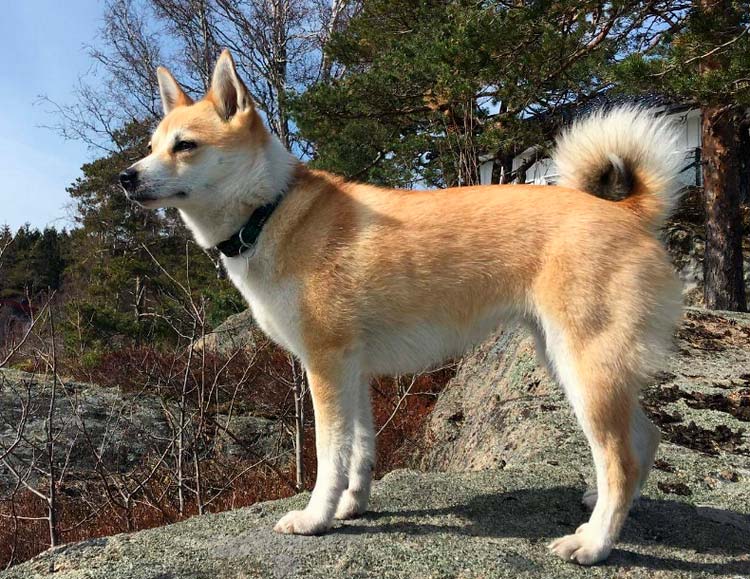 Apariencia del Lundehund noruego