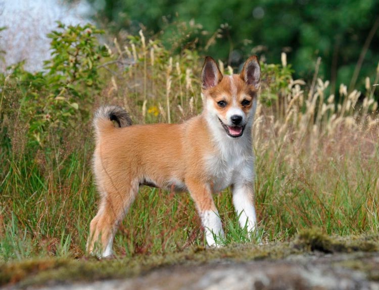 cachorro de Lundehund