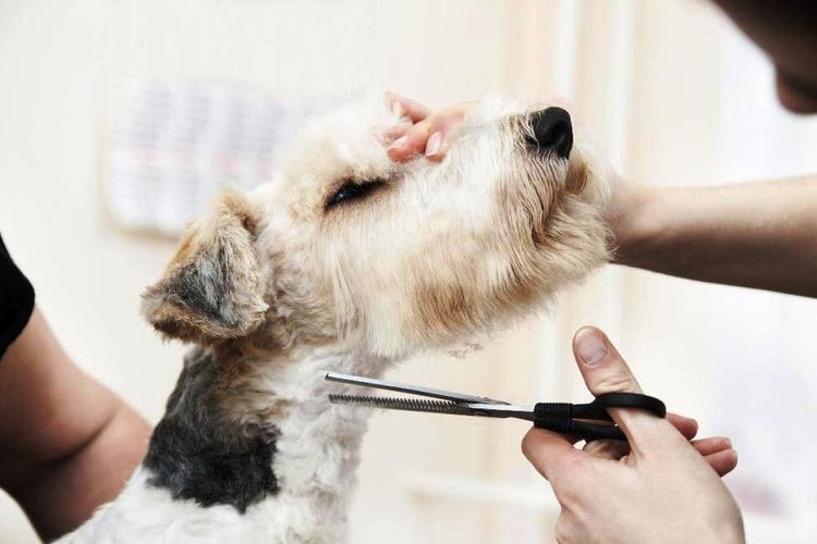 Se corta el pelo a los perros con tijeras.