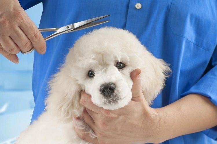 El corte de pelo del perro