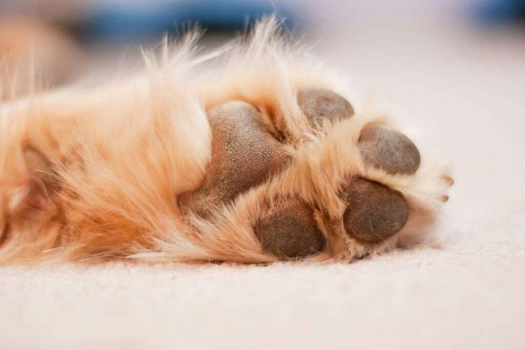 Almohadillas de las patas del perro