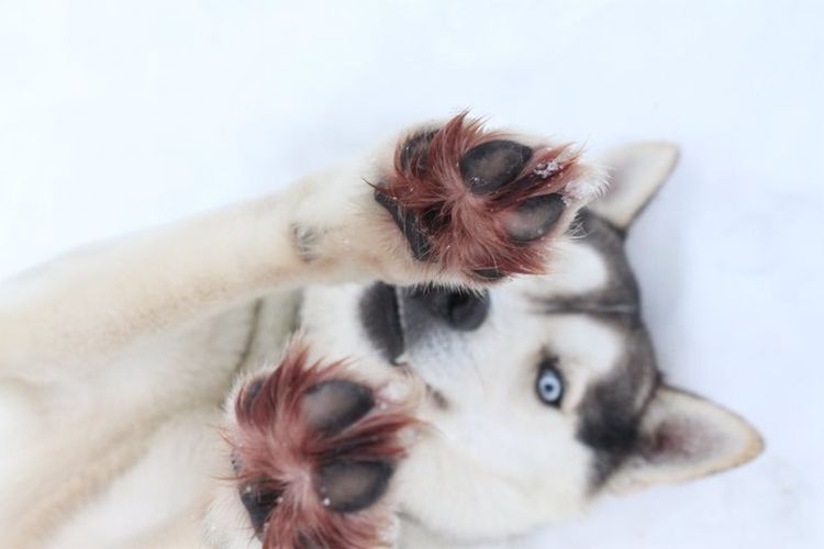 ¿Es necesario cortar el pelo entre las almohadillas de las patas del perro?