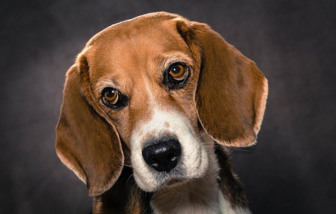 Emociones y pensamientos de los perros
