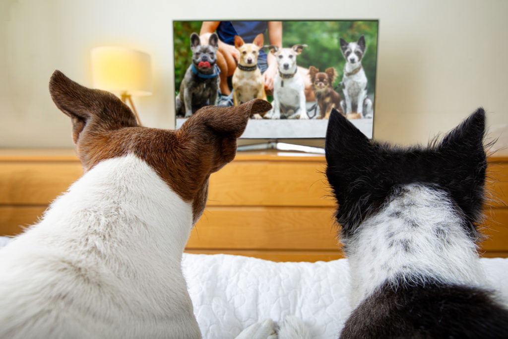 Los perros ven la televisión