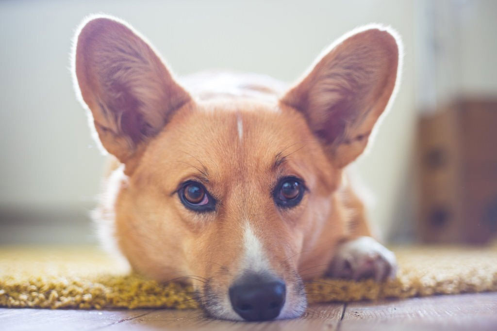 El pensamiento del perro