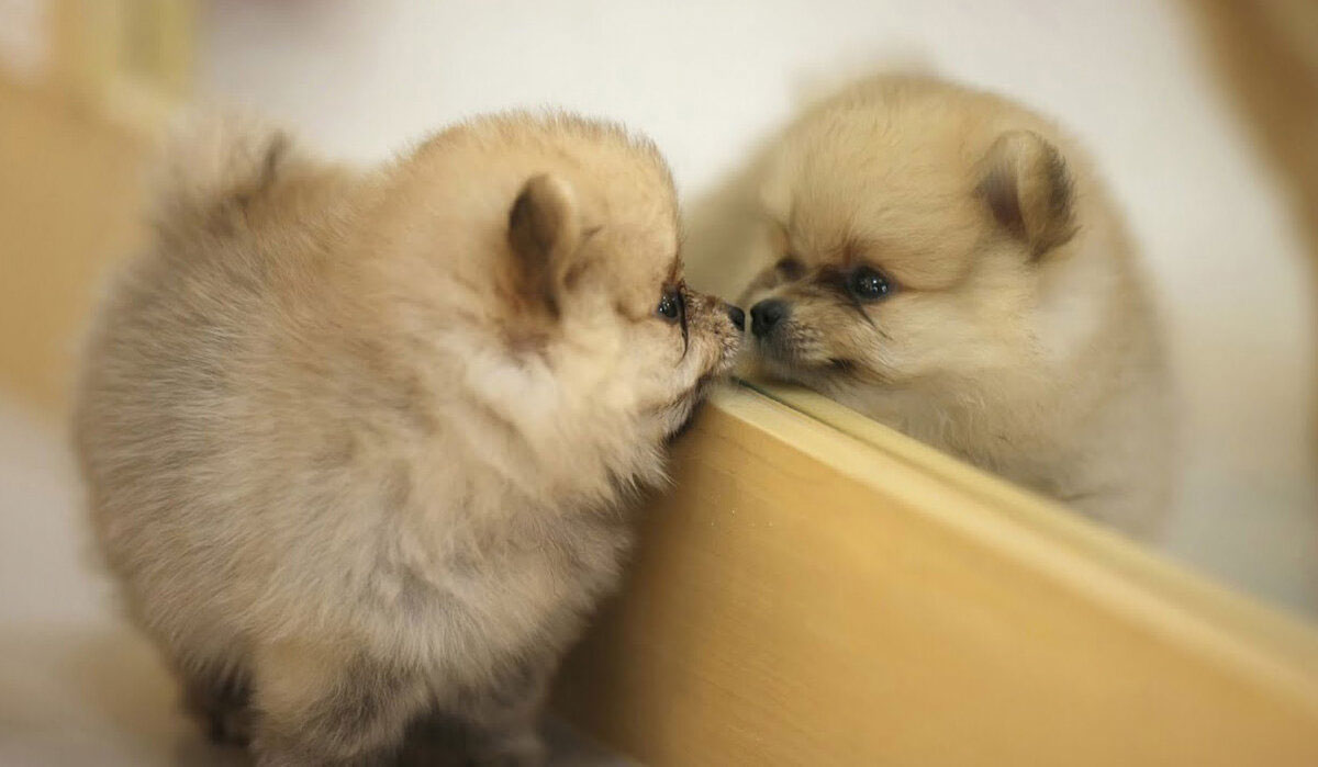 El pensamiento del perro: ¿se reconocen los perros en el espejo?