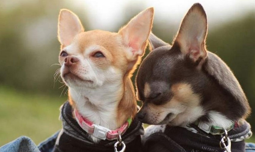 Instintos en los perros