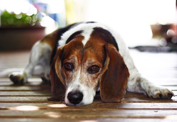 Beagle triste