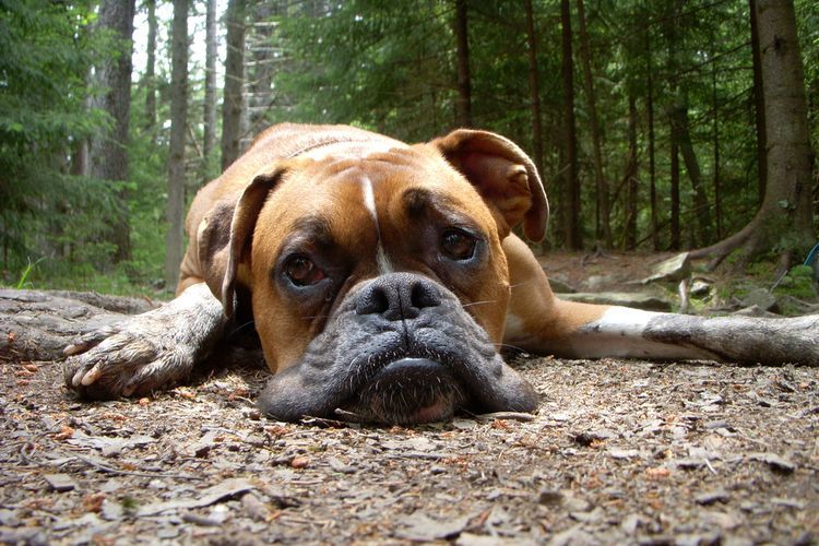 Bulldog triste en el bosque