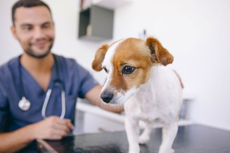 Examen del perro por el veterinario