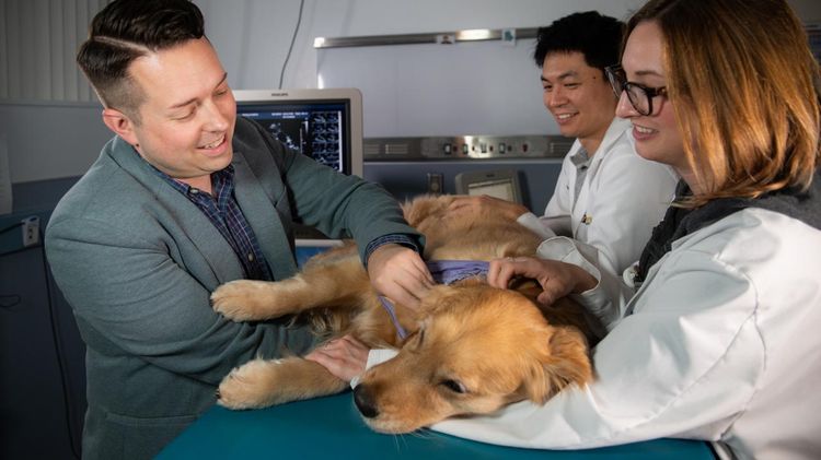 Diagnóstico de la oncología en el perro