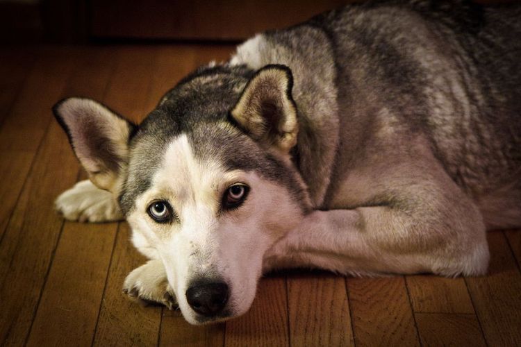 Oncología en husky