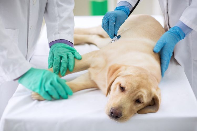 Pericarditis en perros
