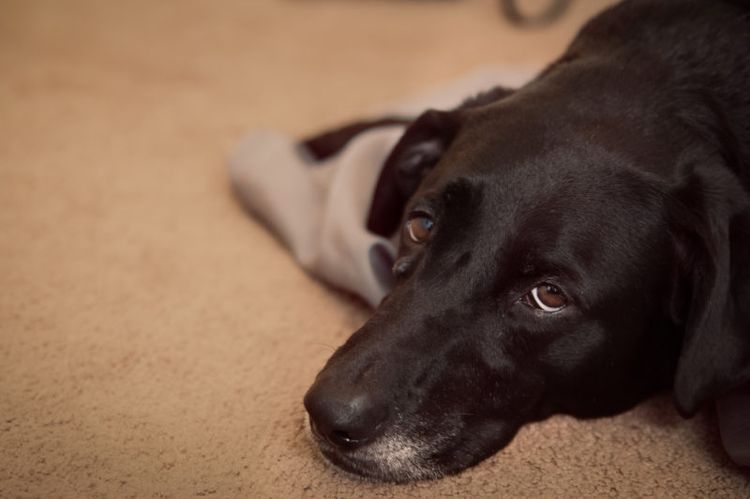 Pericarditis en perros