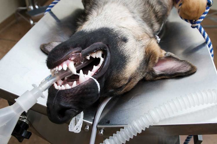 Anestesia para el perro