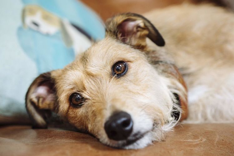El perro descansa