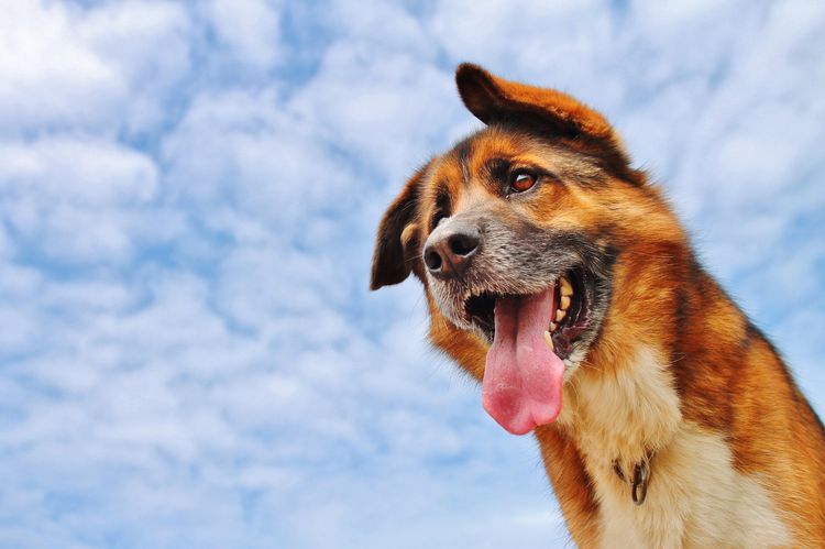 El perro saca la lengua