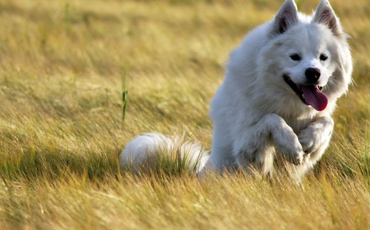 El perro respira con la lengua fuera