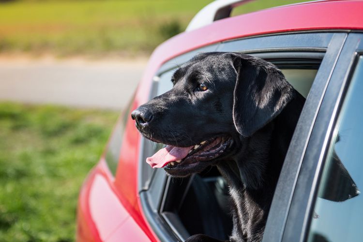 Perro en el coche