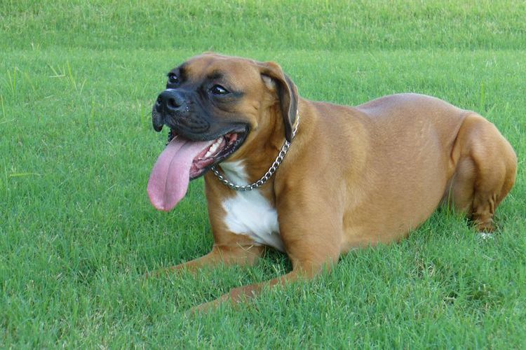 El perro saca la lengua en el calor