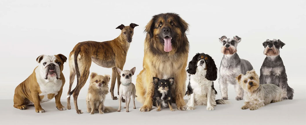Fechas aproximadas de la madurez sexual en perros de razas pequeñas y grandes