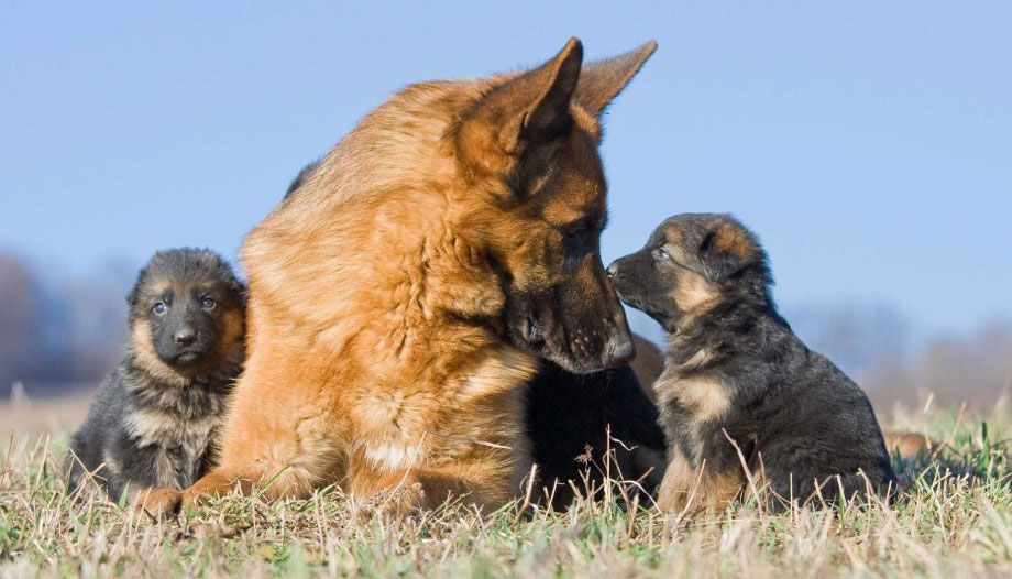 Edad de inicio del uso reproductivo de perros de diferentes tamaños