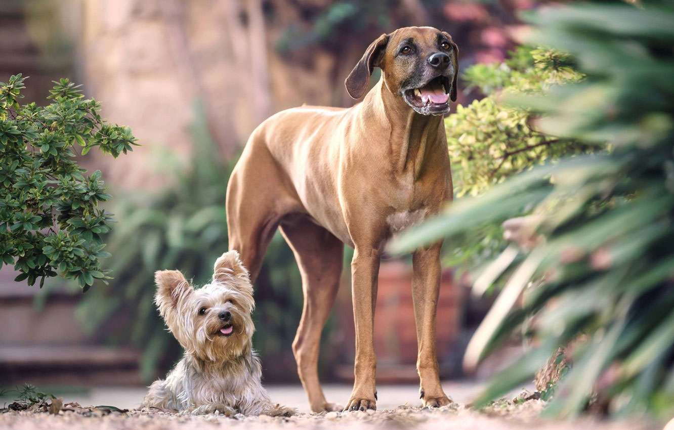 Cómo ocurre la madurez sexual en perros de diferentes tamaños