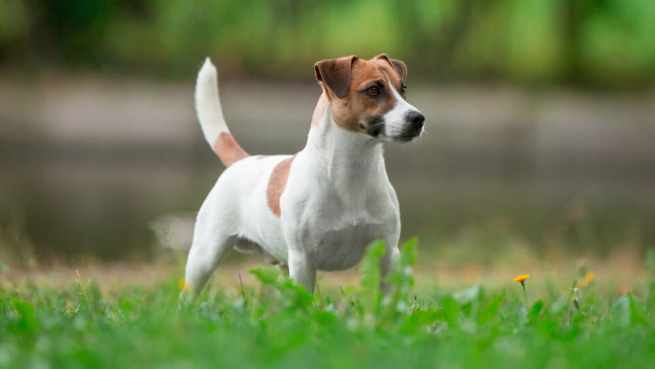 Plazos de la madurez física y sexual de los perros