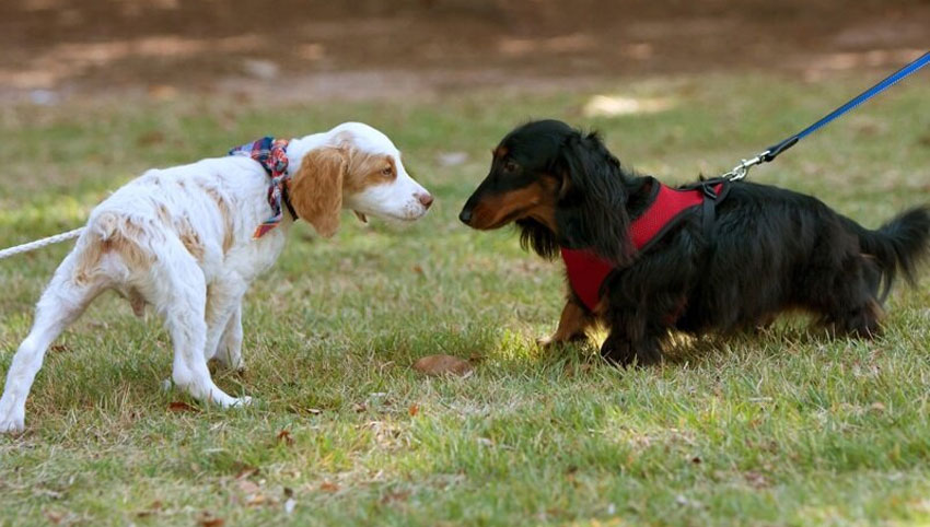 Particularidades del comportamiento sexual en perros