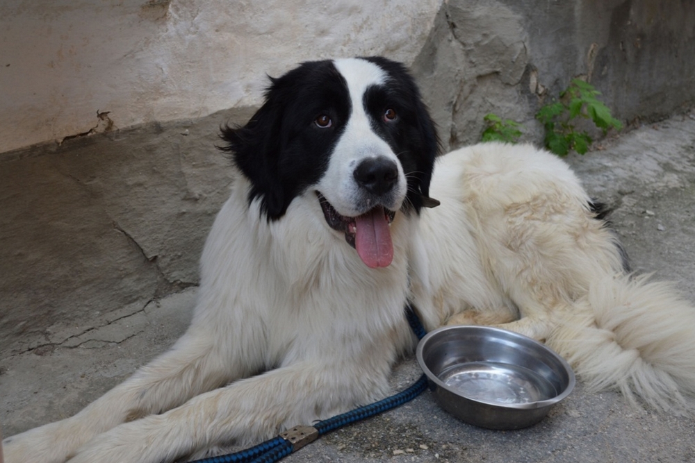 Perro de raza Landseer junto al cuenco