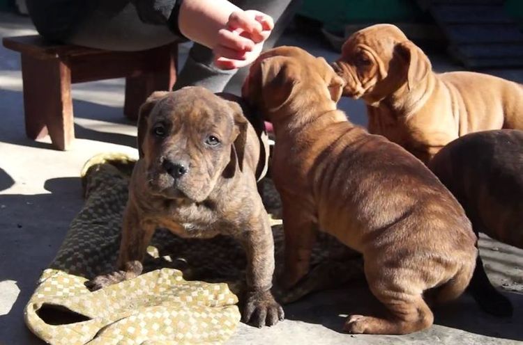 Bandog