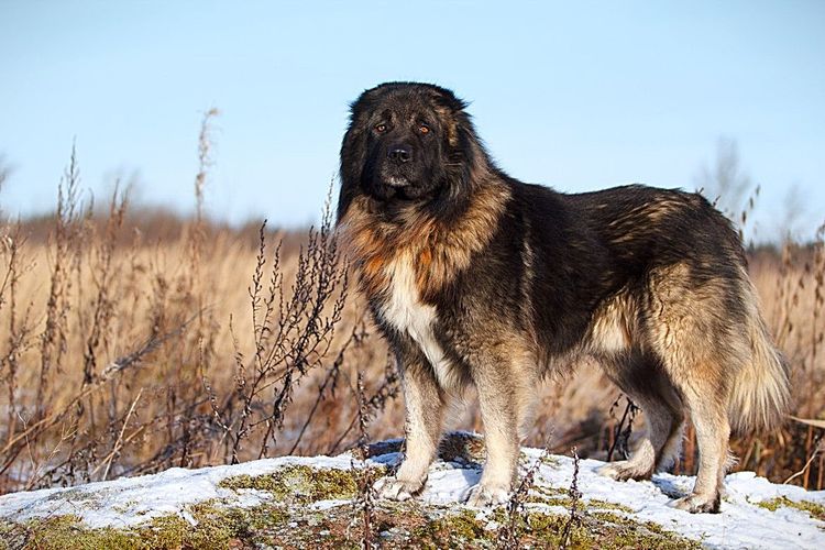 Perros del Cáucaso Norte
