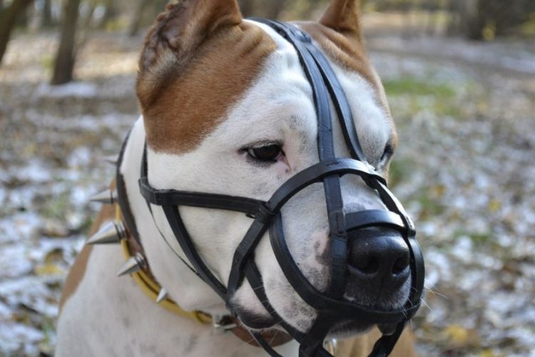 Perro con bozal