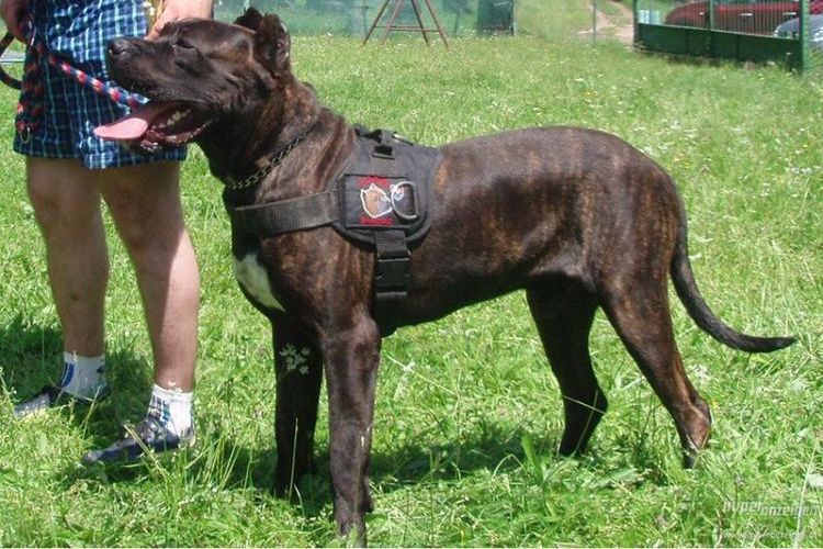 Bandog americano