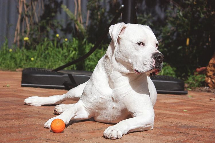 Ambulldog