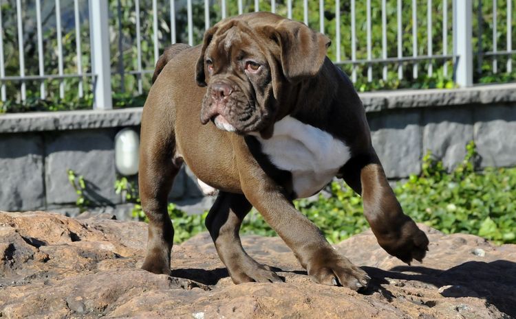 Bulldog brasileño