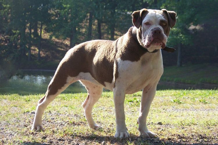 Alapaha Bulldog (Otto)