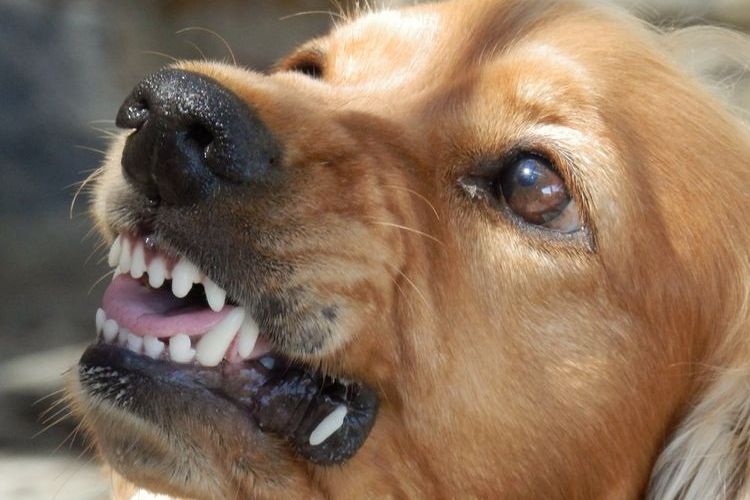 Se ha determinado la lista de perros peligrosos en la Federación Rusa