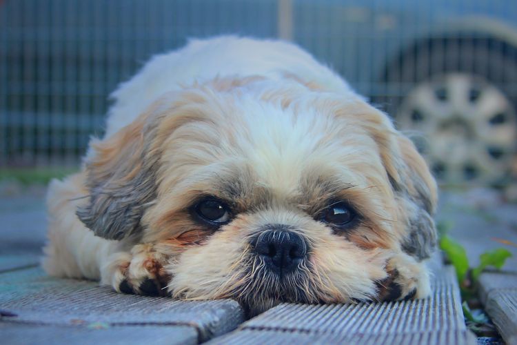 Shih Tzu tumbado sobre una alfombrilla