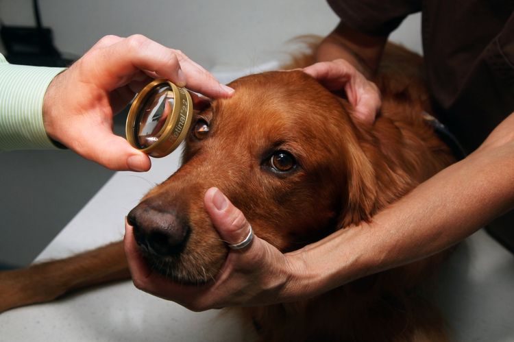 El oftalmólogo examina al perro