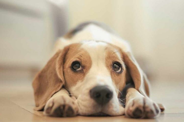 Daño en la córnea del ojo de un perro