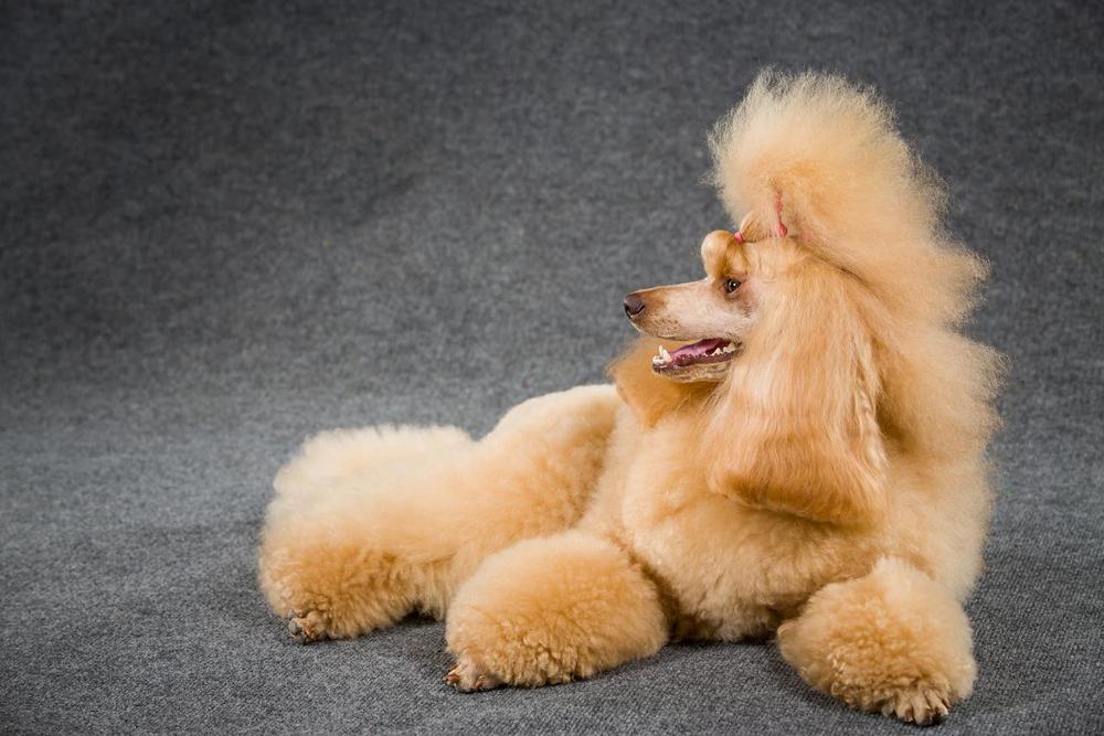 Caniche