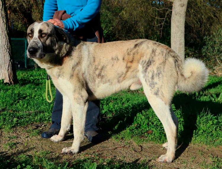Perro de la raza Rafeiro do Alentejo