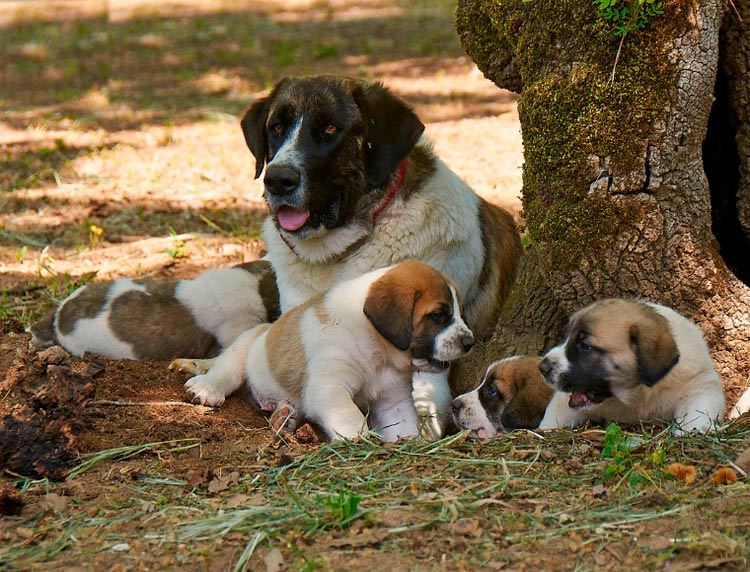 cachorros de Rafeiro do Alentejo