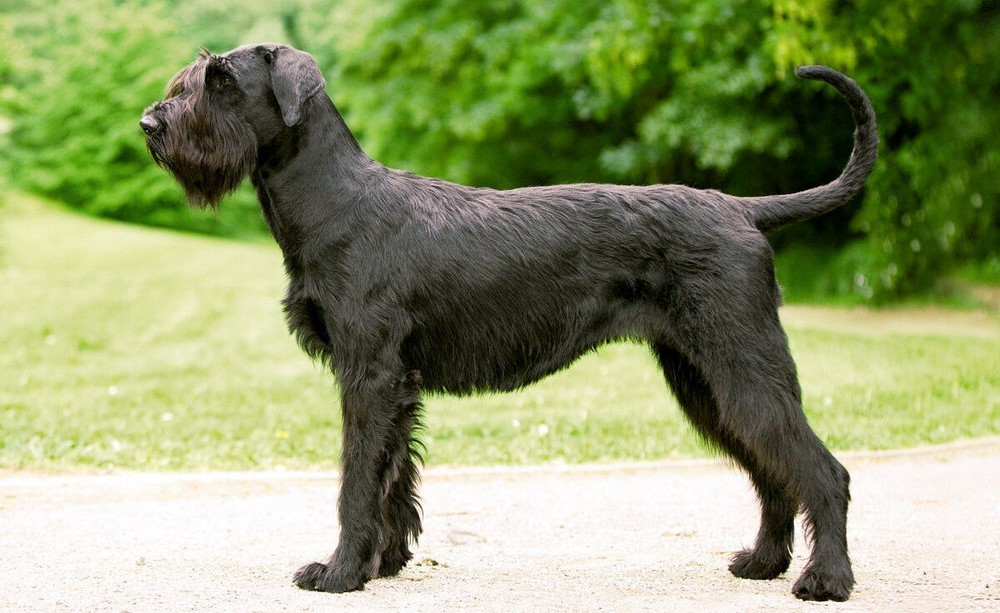 Riesenschnauzer