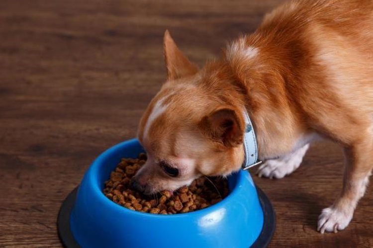 El perro come de un cuenco
