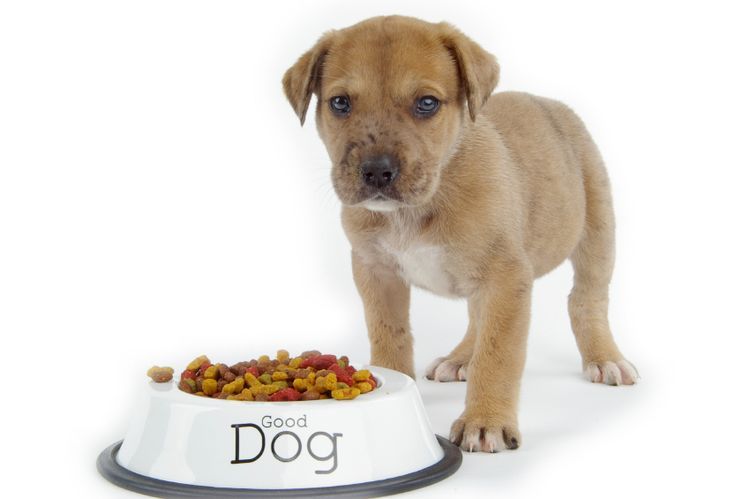 Alimentos Rodnye para perros