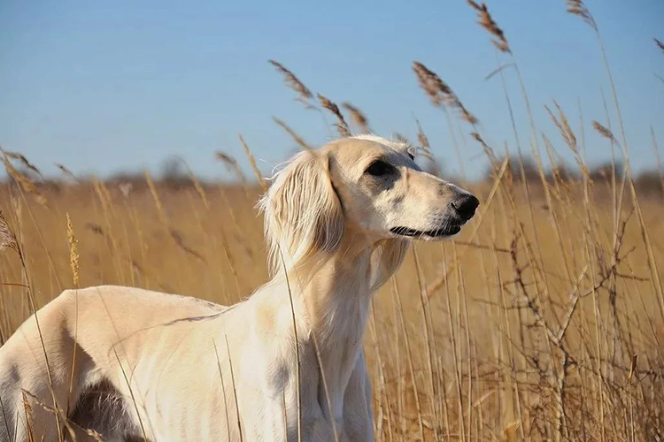 La raza de perros más antigua